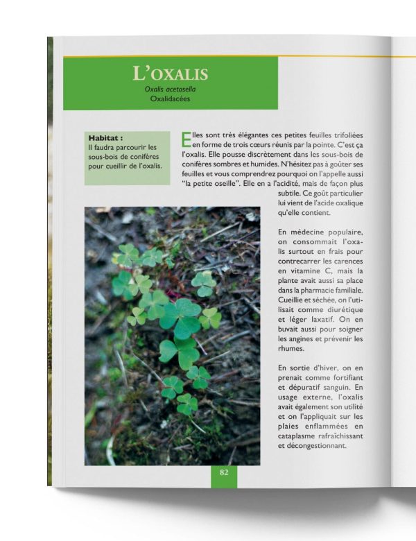 Oxalis Acetosella Oxalidacées - Plante Médicinale de Montagne – Gilles Hiobergary