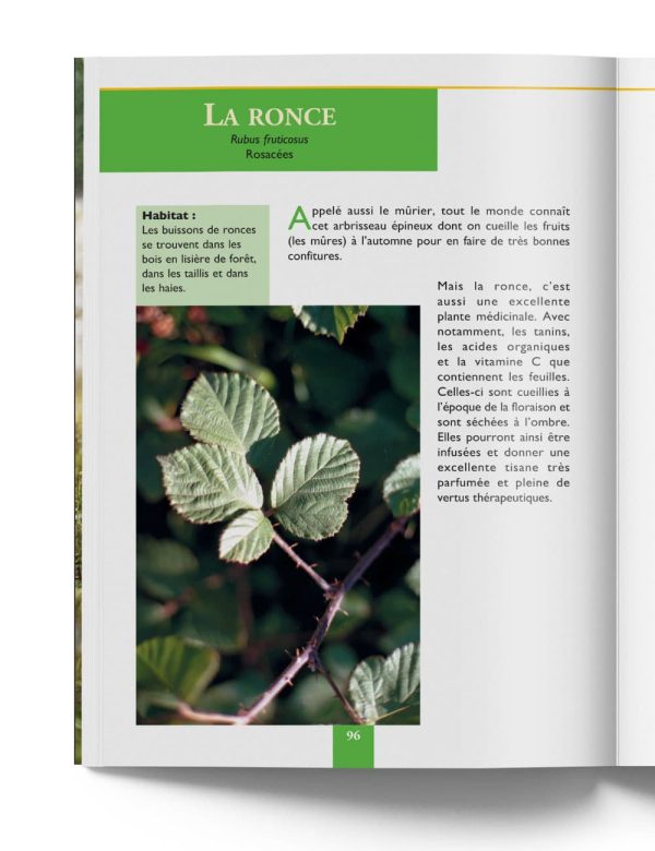 Ronce Rubus Fruticosus - Plante Médicinale de Montagne – Gilles Hiobergary