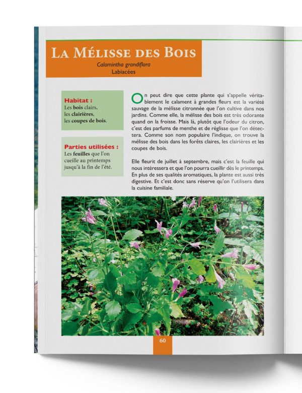 Mélisse des Bois - Plantes de Montagne et Fruits Sauvages – Gilles Hiobergary