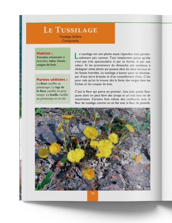 Tussilage - Plantes de Montagne et Fruits Sauvages – Gilles Hiobergary