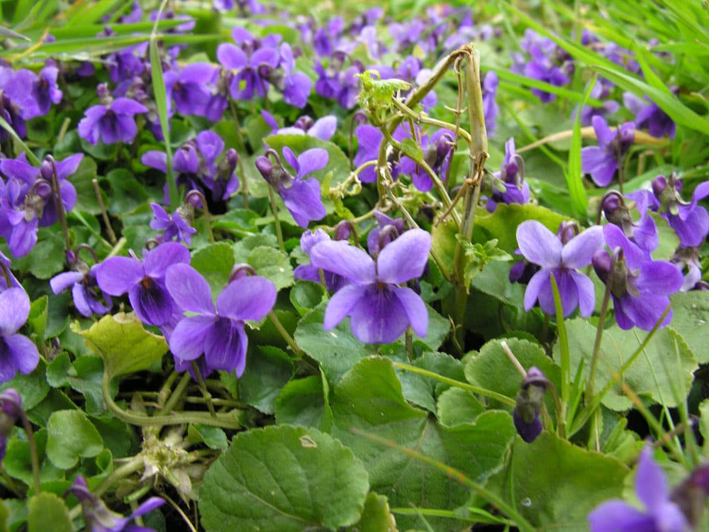 violette - plante - de - montagne